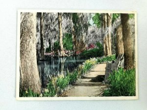 Vintage Postcard Cypress Gardens Charleston S.C. Water & Tree Scene