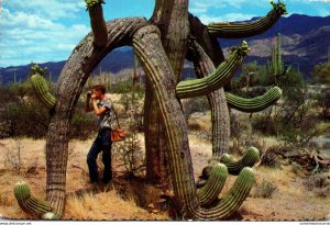 Giant Saguaro Cactus With Octopus Shape