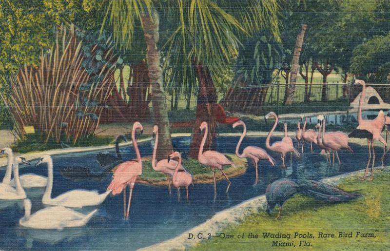 Flamingos in Wading Pool at Rare Bird Farm - Miami FL, Florida - Linen