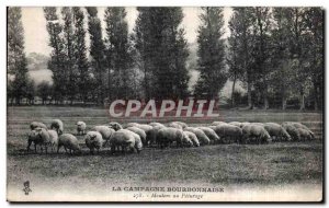 Old Postcard the Bourbonnais countryside Sheep at Pasture Sheep