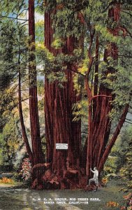 Y.M.C.A. Group, Big Trees Park Santa Cruz California  