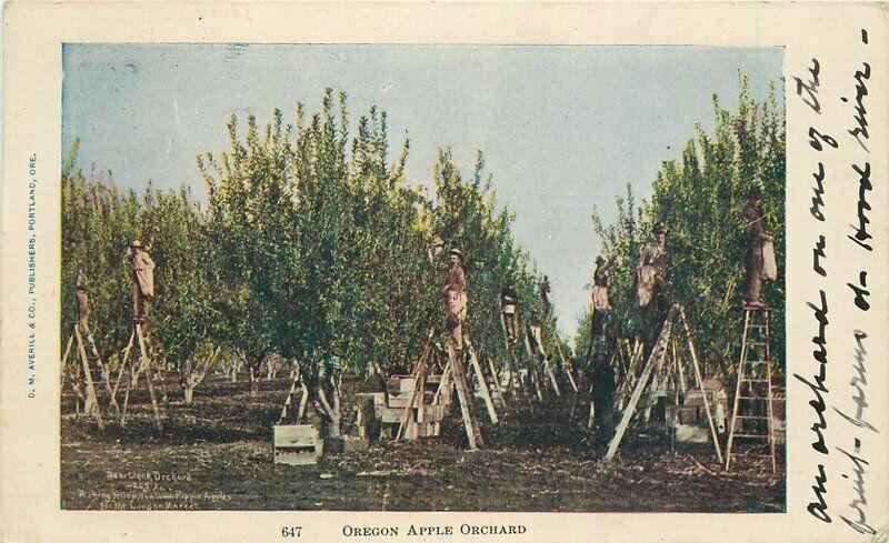 Averill Farm Agriculture Oregon Apple Orchard 1906 Postcard undivided 3749