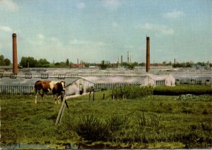 Netherlands Aalsmeer Flower Centre Of Europe Greenhouses