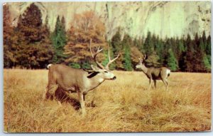 Deer graze peacefully in the natural habitat - Greetings from Three Rivers, MI