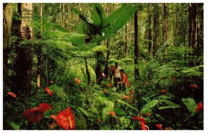 Red Anthurium Giant Tree Ferns and wild bananas in rain forests  Hawaii Postcard