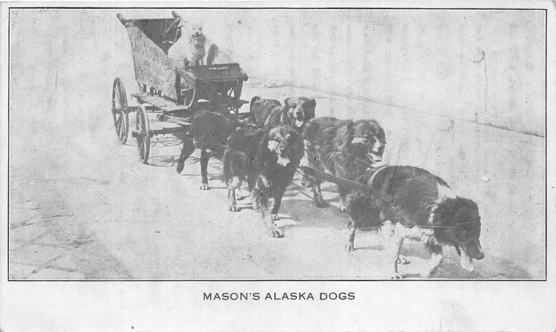 J15/ Alaska Postcard? c1910 Mason's Alaska Dogs Wagon Team Malimute 185