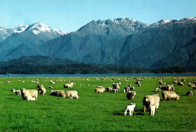 New Zealand Lake Te Anau Sheep Farming Scene