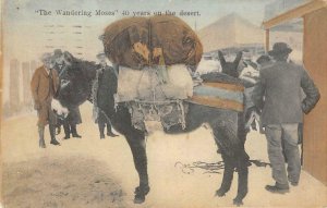 Wandering Moses Burro Desert Reno, NV 1907 Hand-Colored Vintage Postcard