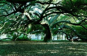 Louisiana New Orleans The Dueling Oaks