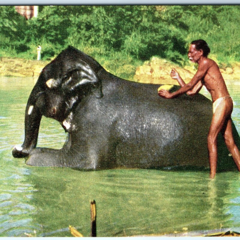 c1960s Kandy, Ceylon Elephant Bathing Chrome Photo Postcard Vtg Ethnic A68