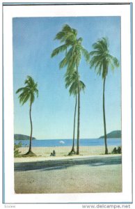 ACAPULCO, Mexico; Los Hornos, Palm Trees, 40-60s