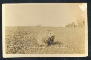 RPPC THE PORCUPINE OUR NIGHT CALLER VINTGAE REAL PHOTO POSTCARD