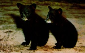 Canada Alberta Banff National Park Black Bear Cubs