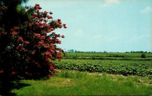 Cotton Field and Crepe Myrtle