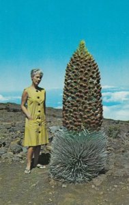 MAUI, Hawaii, 50-60s; Haleakala National Park , The Silversword