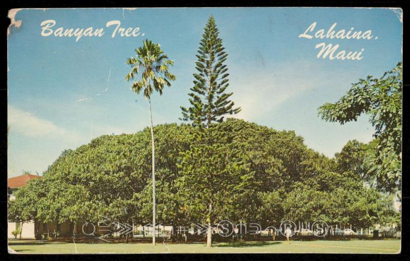 Banyan Tree, Lahaina, Maui