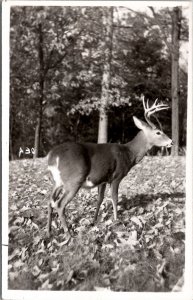 RPPC Beautiful Deer Caulkins Real Photo Waterville Pennsylvania Postcard Z23