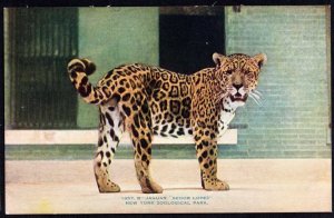 New York Zoological Park Jaguar Senor Lopez DB