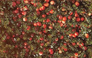 Ocean Spray Cranberries, Inc Hanson, Massachusetts, USA Unused 