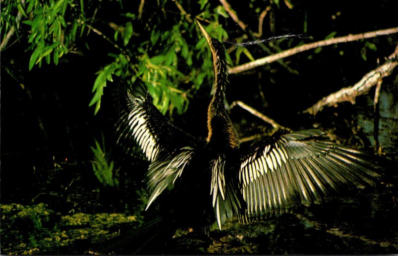 Birds Anhinga Everglades National Park Florida