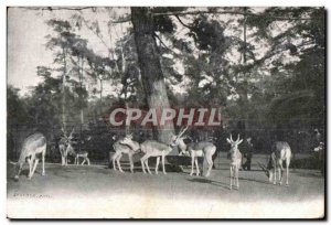 Brest - Gazelles - Louis Gautier - 31 Paris street - Old Postcard