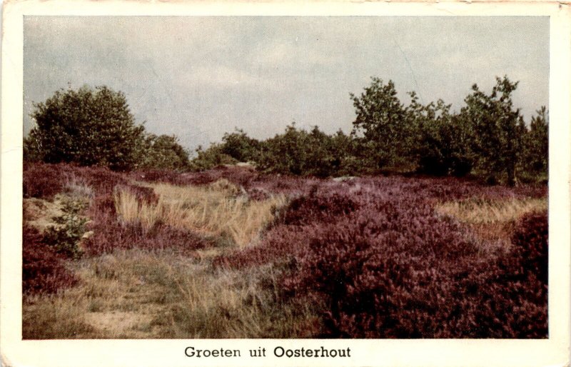 Groeten Oosterhout Haan UITGAVE WEENENK SNEL BAARN NEDERLAND CENT Jony  Postcard