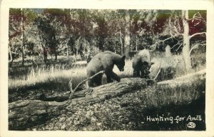 1936 Bears Hunting For Ants  Vintage RPPC Postcard