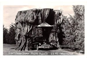 Giant Cedar Stump - Arlington, Washington