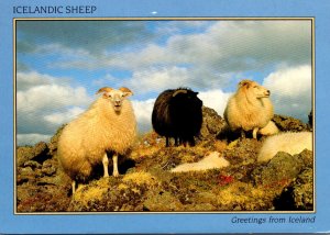 Iceland Greetings With Icelandic Sheep 1990