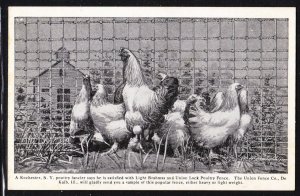 Union Fence Co advertising card – Light Brahmas