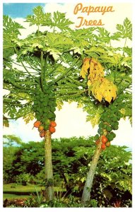 Beautiful Green Papaya Trees Hawaii Postcard