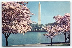 1960s WASHINGTON DC WASHINGTON MONUMENT AND CHERRY TREES POSTCARD P3368