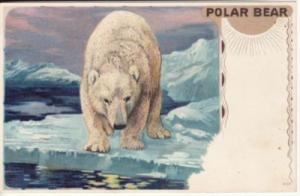 POLAR BEAR in ARCTIC published by Hildesheimer postcard