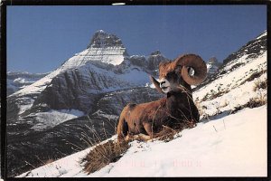 Bighorn Ram Montana, USA 1992 
