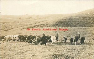 Unkown Location, RPPC, Farmer with His Herd of Cows, Photo