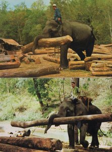 Chiengmai Elephants Working Thailand Teak Forest 2x Postcard s