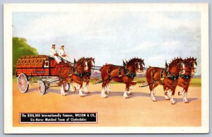 DS1/ Interesting Postcard c1910 Advertising Wilson & Co 6-Horse Team 247