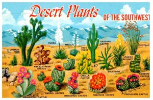 Desert Plants Of The Southwest Cactus Postcard