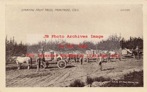 CO, Montrose, Colorado, Spraying Fruit Trees, Farming, AT Neal Pub No 120035