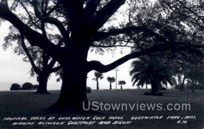 Tropical Trees At Edgewater Gulf Hotel - Real Photo in Edgewater Park, Missis...