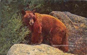 Bear Yellowstone National Park Unused 