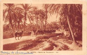 B94971 biskra route de touggourt camel types algeria  africa