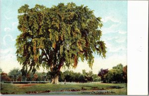 Manchester Elm, Largest in Northeast MA Undivided Back Vintage Postcard T18