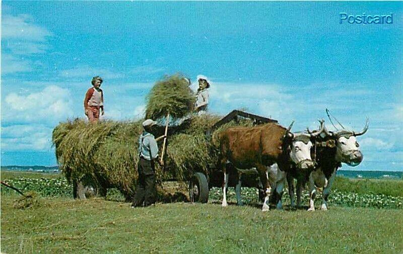 Canada, Nova Scotia, Haymaking, Oxen, Dexter No. 7977-B