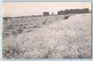 Farming Postcard RPPC Photo Threshing Farmer Scene Field Wheat c1910's Antique