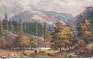 DOLGELLY, 1908; Ganllwyd Valley; TUCK 7095