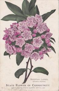 Connecticut State Flower Mountain Laurel 1908