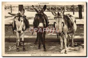 Old Postcard Donkey Mule Auvergne Four donkeys