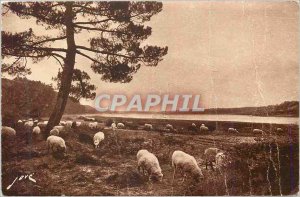 Postcard Old Hossegor close Capbreton Grazing on Lake Sheep