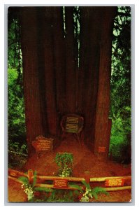 Vintage Postcard CA Cathedral Tree Redwood Highway California